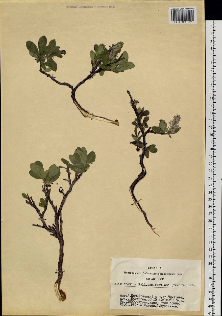Salix arctica subsp. torulosa (Ledeb.) Hultén, Сибирь, Алтай и Саяны (S2) (Россия)