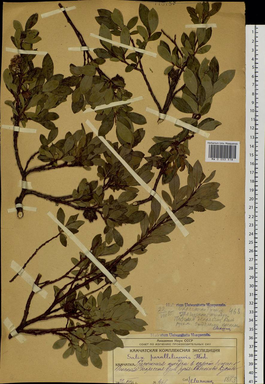 Salix pulchra subsp. parallelinervis (Flod.) A. K. Skvortsov, Сибирь, Чукотка и Камчатка (S7) (Россия)