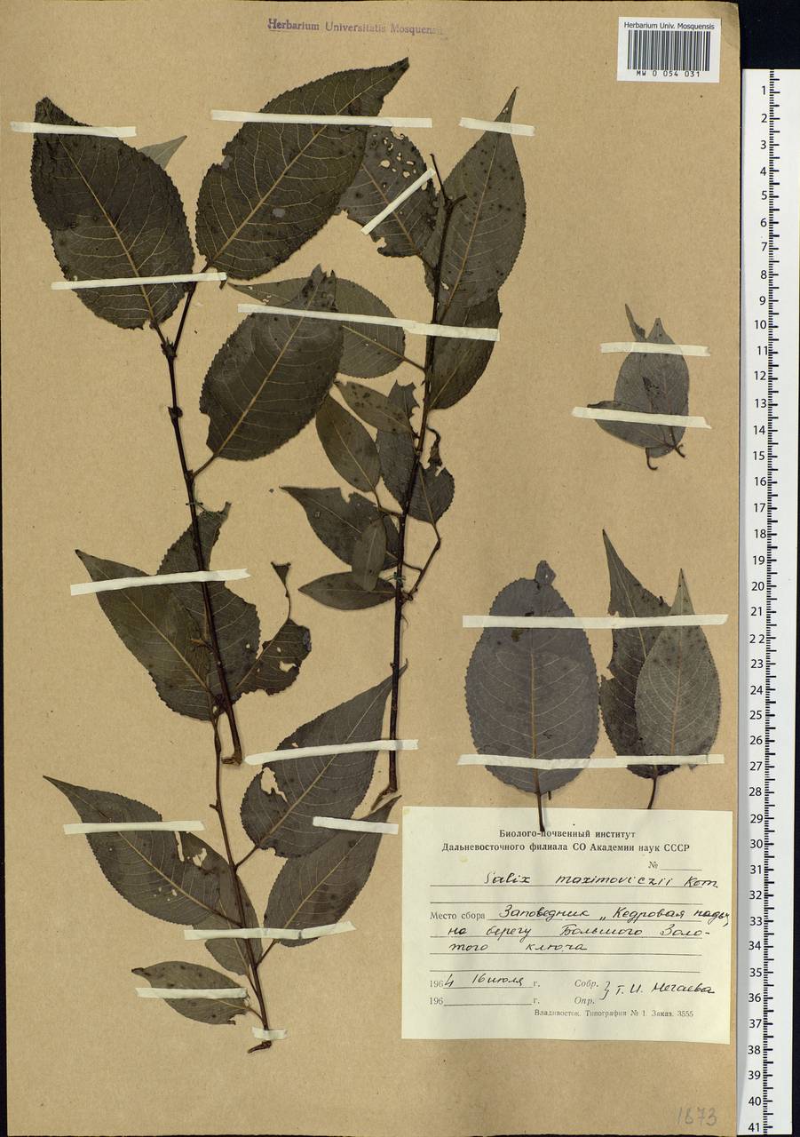 Кореянка сердцелистная (Trautv. & C. A. Mey.) N. Chao, Сибирь, Дальний Восток (S6) (Россия)