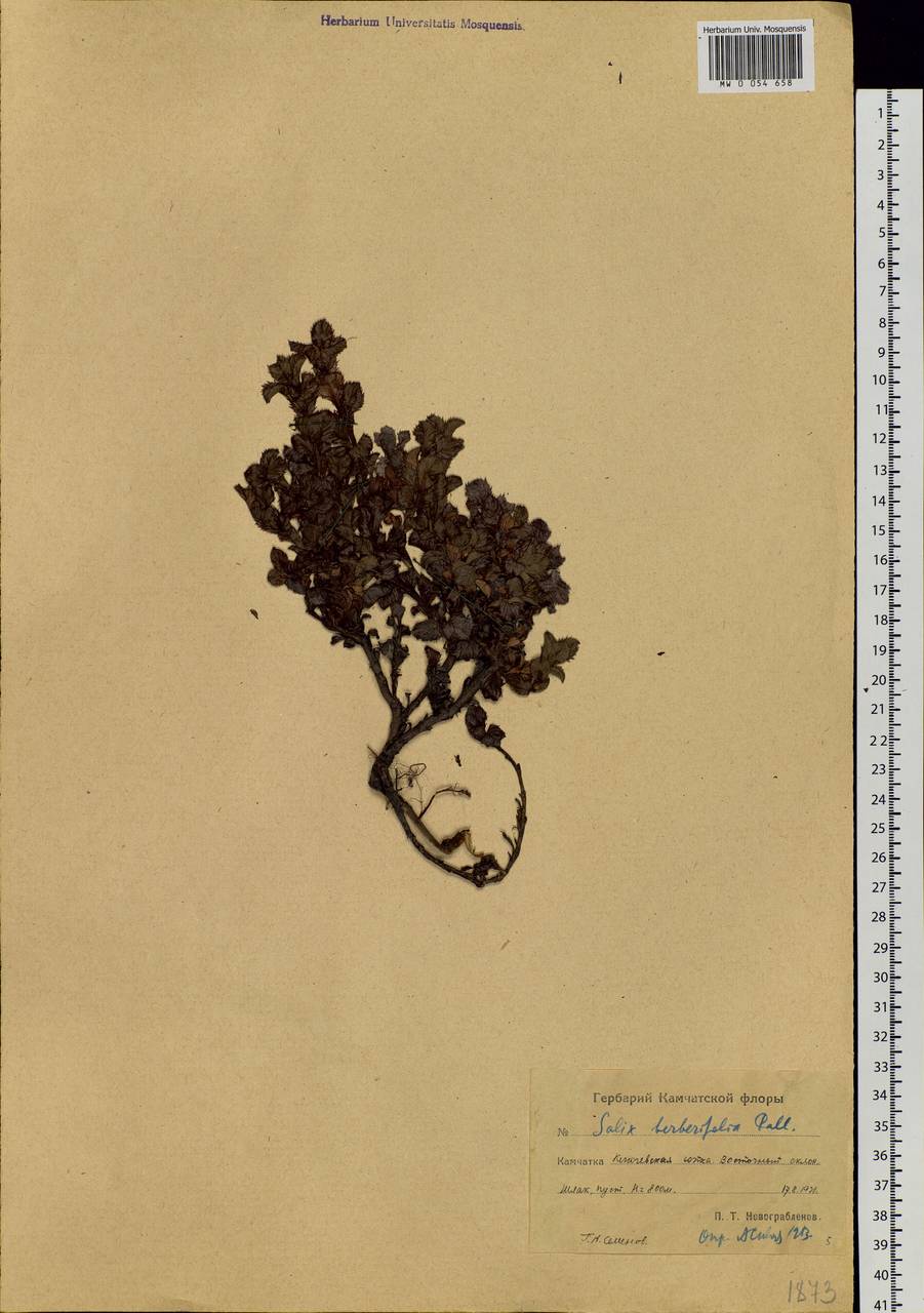 Salix berberifolia subsp. kamtschatica A. K. Skvortsov, Сибирь, Чукотка и Камчатка (S7) (Россия)