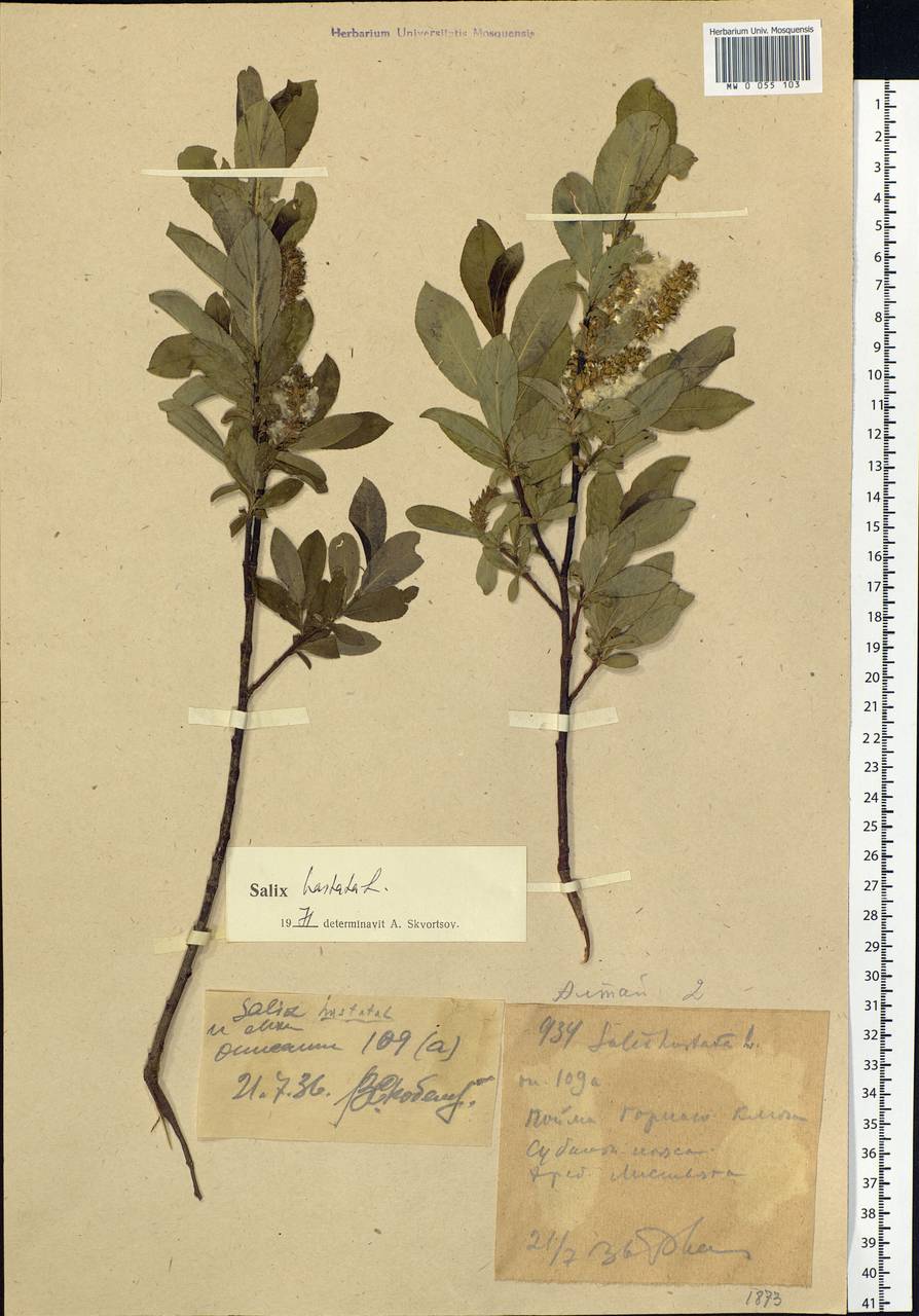 Ива копьевидная L., Сибирь, Западный (Казахстанский) Алтай (S2a) (Казахстан)