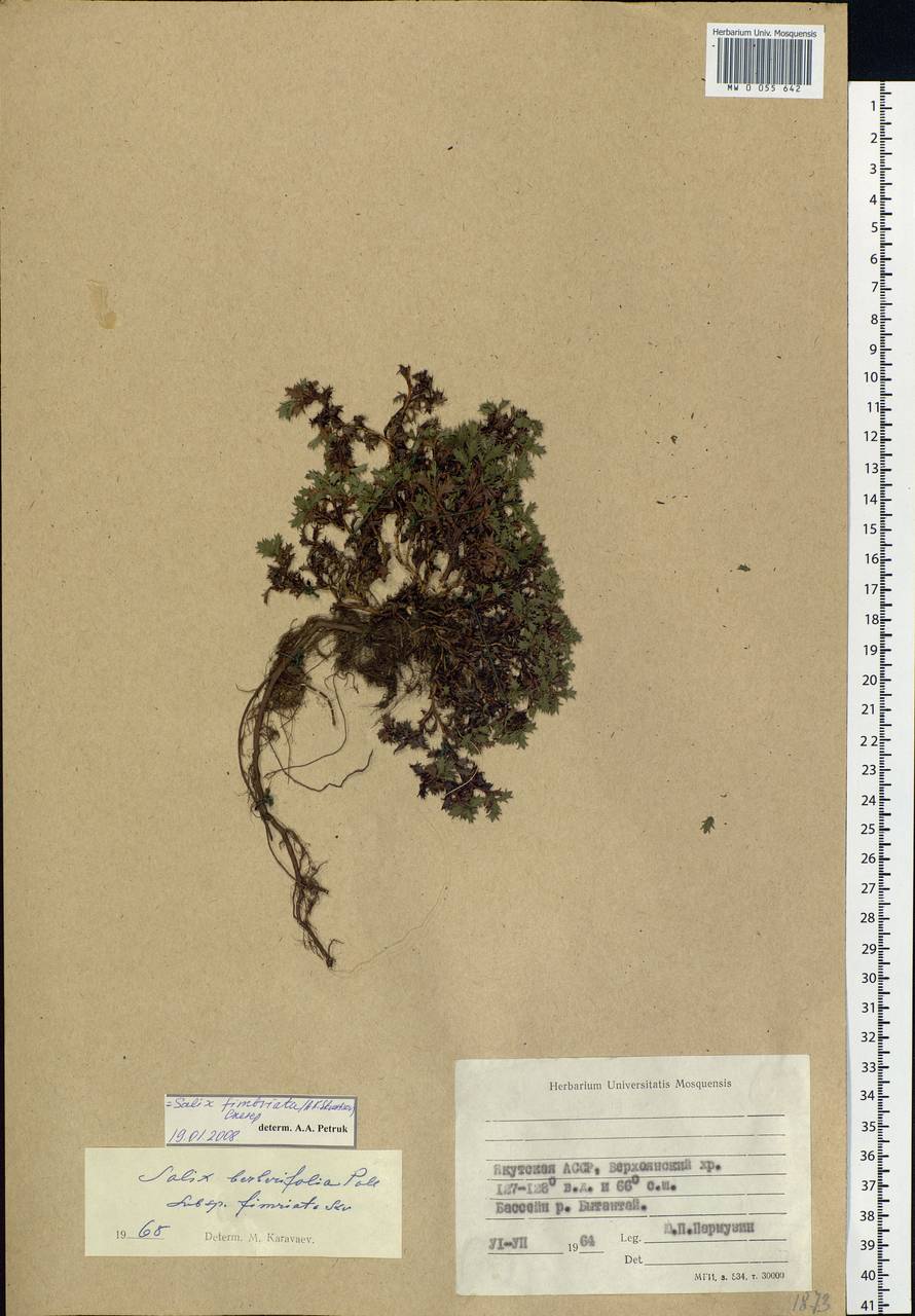 Salix berberifolia subsp. fimbriata A. K. Skvortsov, Сибирь, Якутия (S5) (Россия)