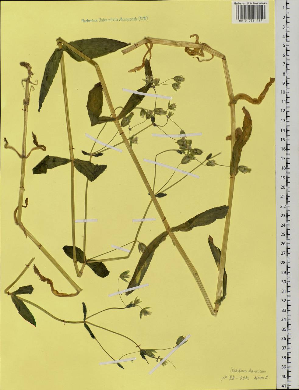 Dichodon davuricum (Fisch. ex Spreng.) Á. Löve & D. Löve, Сибирь, Прибайкалье и Забайкалье (S4) (Россия)