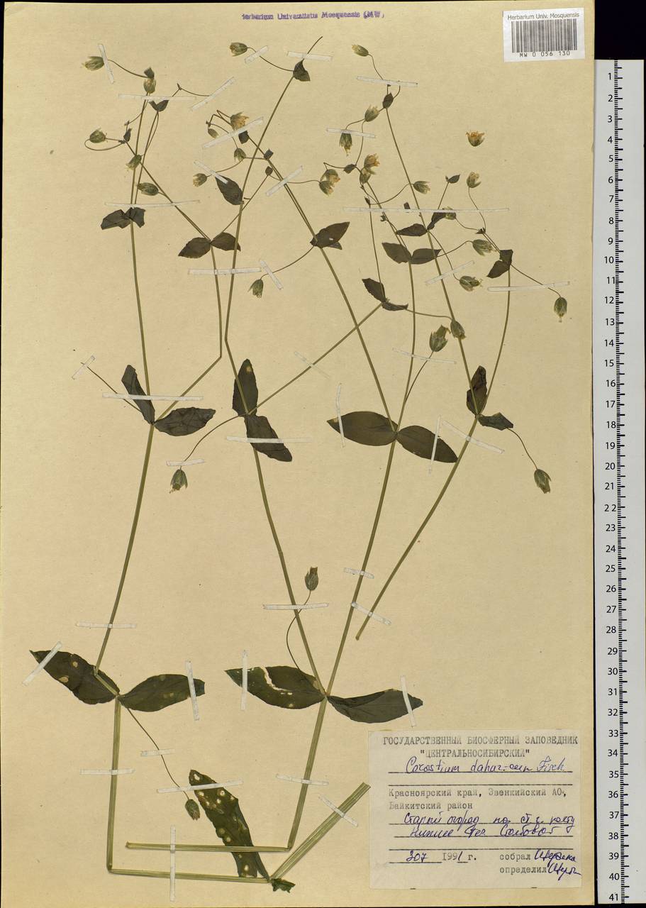 Dichodon davuricum (Fisch. ex Spreng.) Á. Löve & D. Löve, Сибирь, Центральная Сибирь (S3) (Россия)
