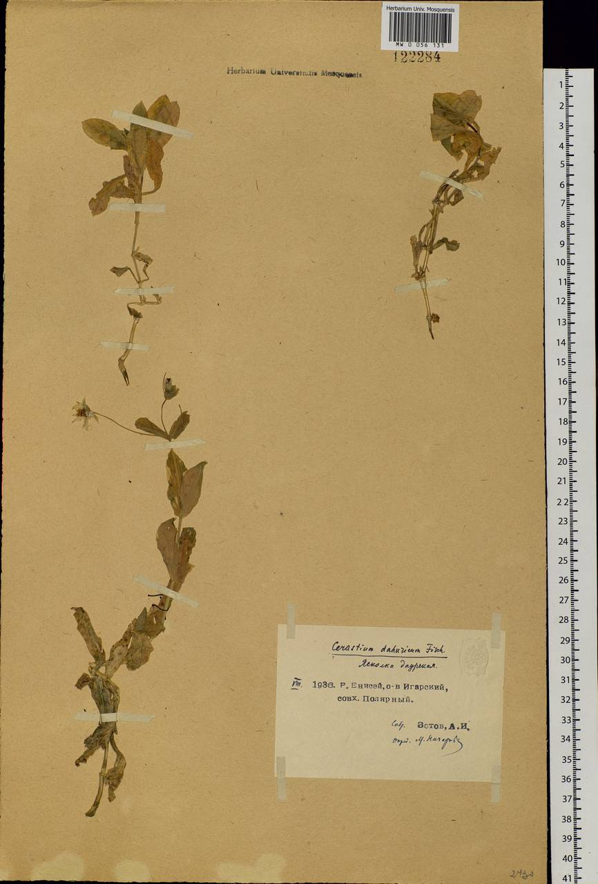 Dichodon davuricum (Fisch. ex Spreng.) Á. Löve & D. Löve, Сибирь, Центральная Сибирь (S3) (Россия)