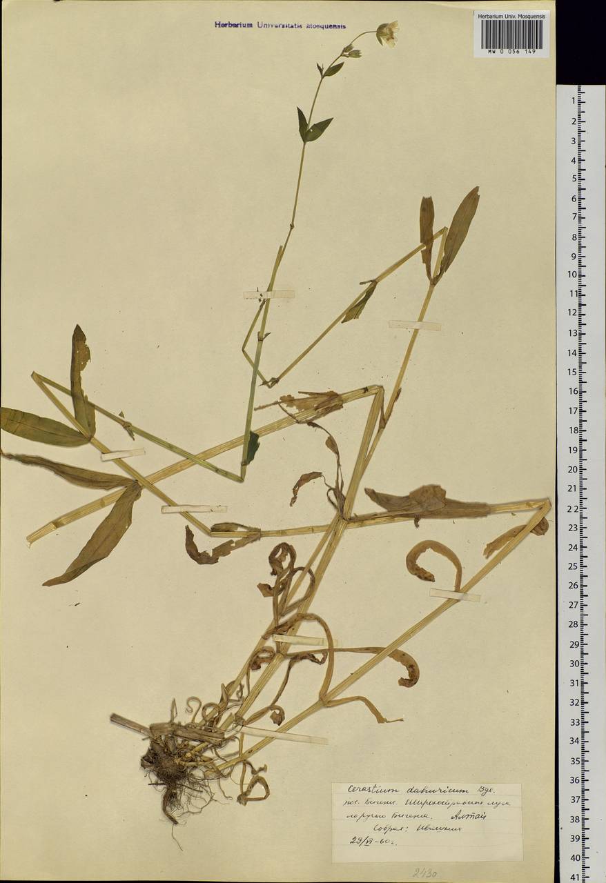 Dichodon davuricum (Fisch. ex Spreng.) Á. Löve & D. Löve, Сибирь, Алтай и Саяны (S2) (Россия)