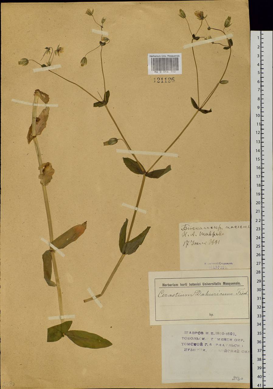 Dichodon davuricum (Fisch. ex Spreng.) Á. Löve & D. Löve, Сибирь, Западный (Казахстанский) Алтай (S2a) (Казахстан)