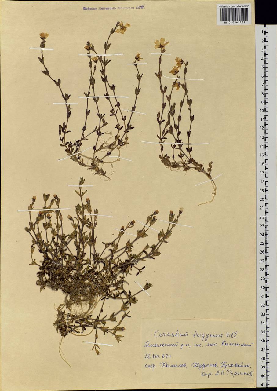Диходон ясколковый (L.) Rchb., Сибирь, Западная Сибирь (S1) (Россия)