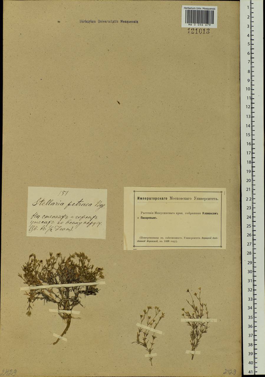 Adenonema petraeum (Bunge) Bunge, Сибирь, Алтай и Саяны (S2) (Россия)