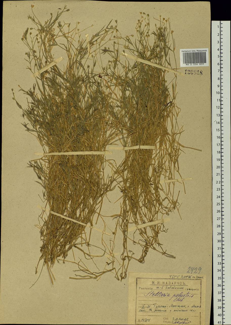 Звездчатка болотная Ehrh. ex Retz., Сибирь, Прибайкалье и Забайкалье (S4) (Россия)