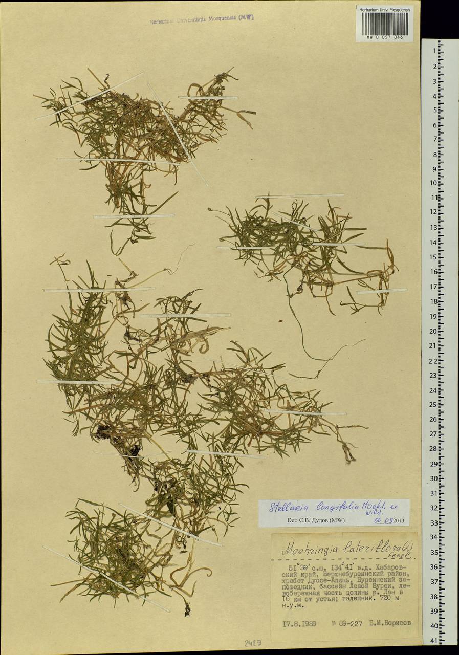 Звездчатка длиннолистная, Звездчатка раскидистая (Regel) Muhl. ex Willd., Сибирь, Дальний Восток (S6) (Россия)