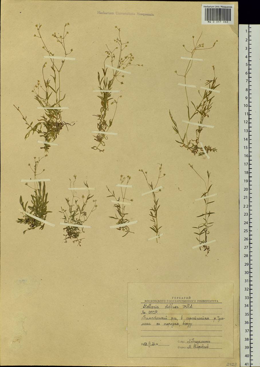 Звездчатка длиннолистная, Звездчатка раскидистая (Regel) Muhl. ex Willd., Сибирь, Якутия (S5) (Россия)