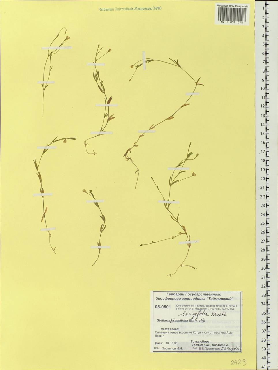 Звездчатка длиннолистная, Звездчатка раскидистая (Regel) Muhl. ex Willd., Сибирь, Центральная Сибирь (S3) (Россия)
