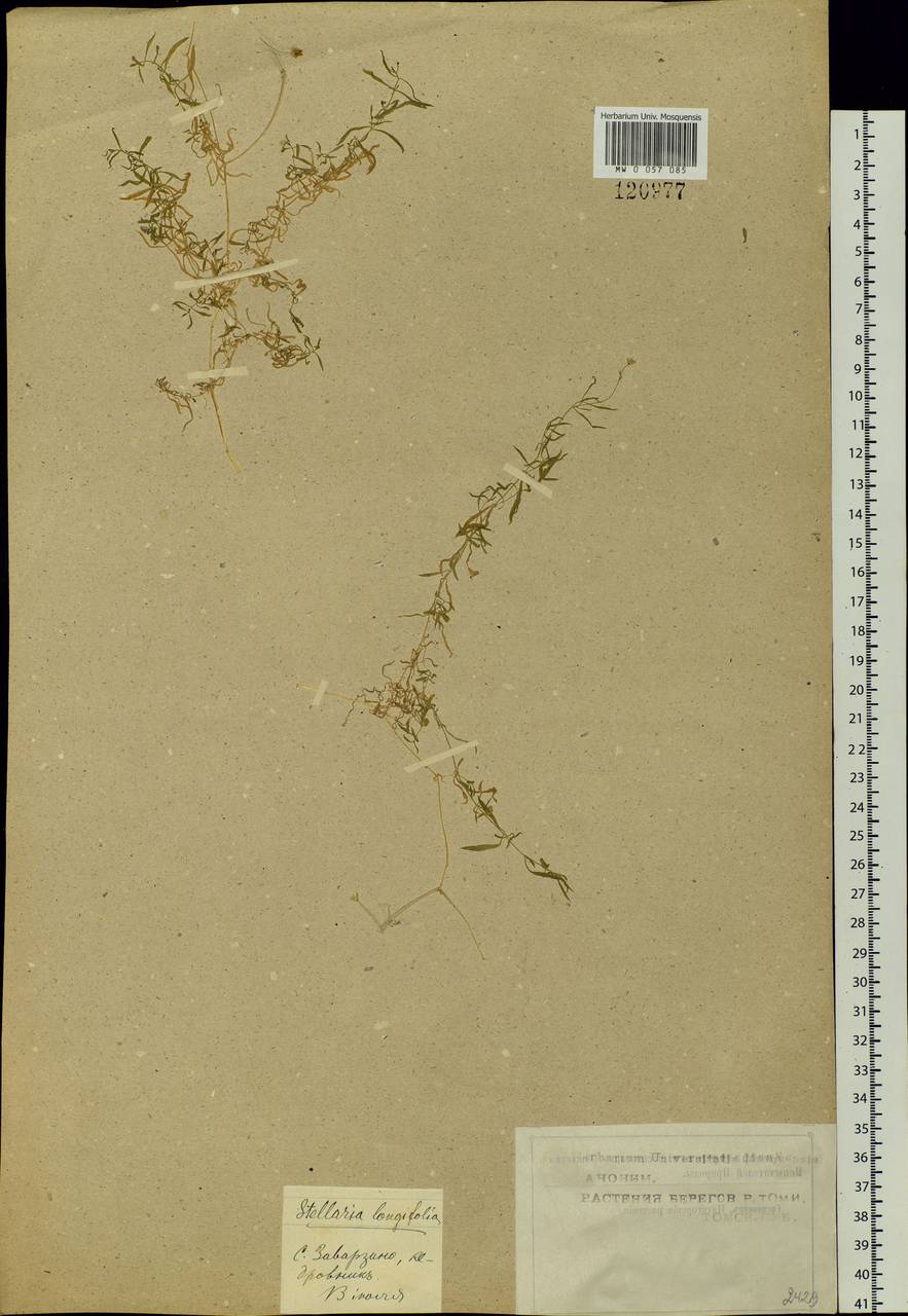 Звездчатка длиннолистная, Звездчатка раскидистая (Regel) Muhl. ex Willd., Сибирь, Западная Сибирь (S1) (Россия)