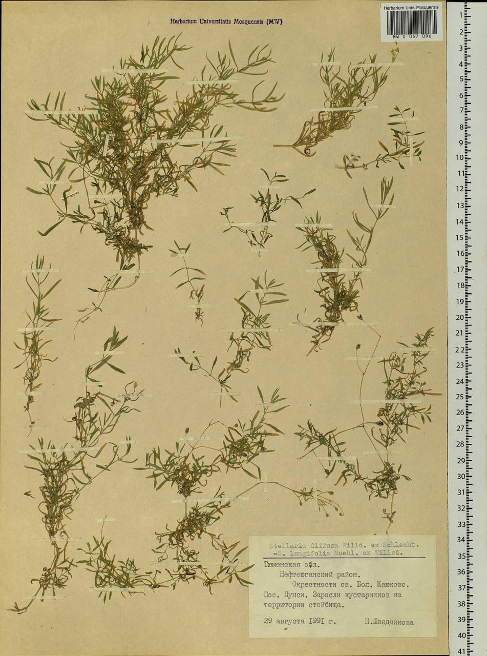 Звездчатка длиннолистная, Звездчатка раскидистая (Regel) Muhl. ex Willd., Сибирь, Западная Сибирь (S1) (Россия)
