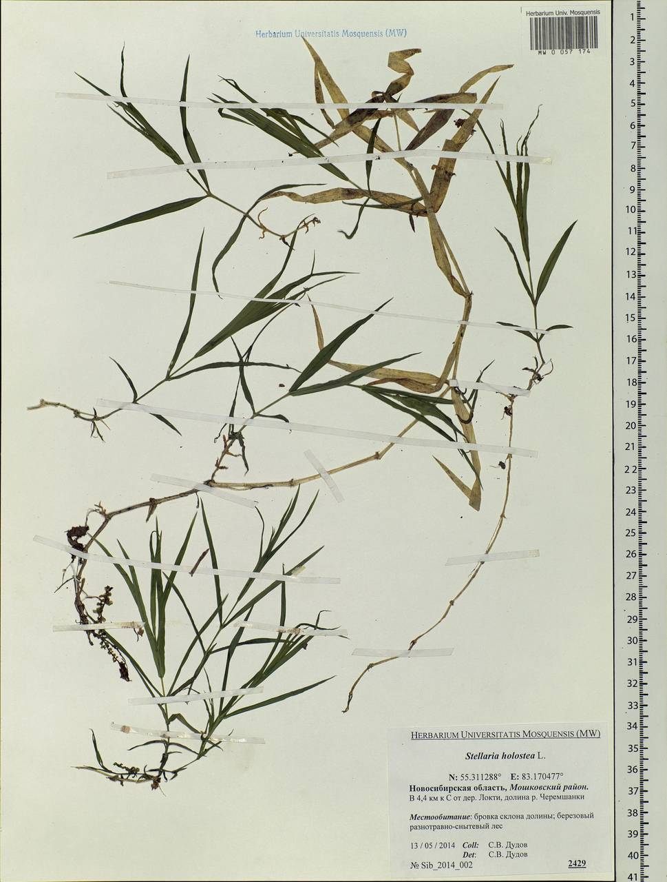 Rabelera holostea (L.) M. T. Sharples & E. A. Tripp, Сибирь, Западная Сибирь (S1) (Россия)