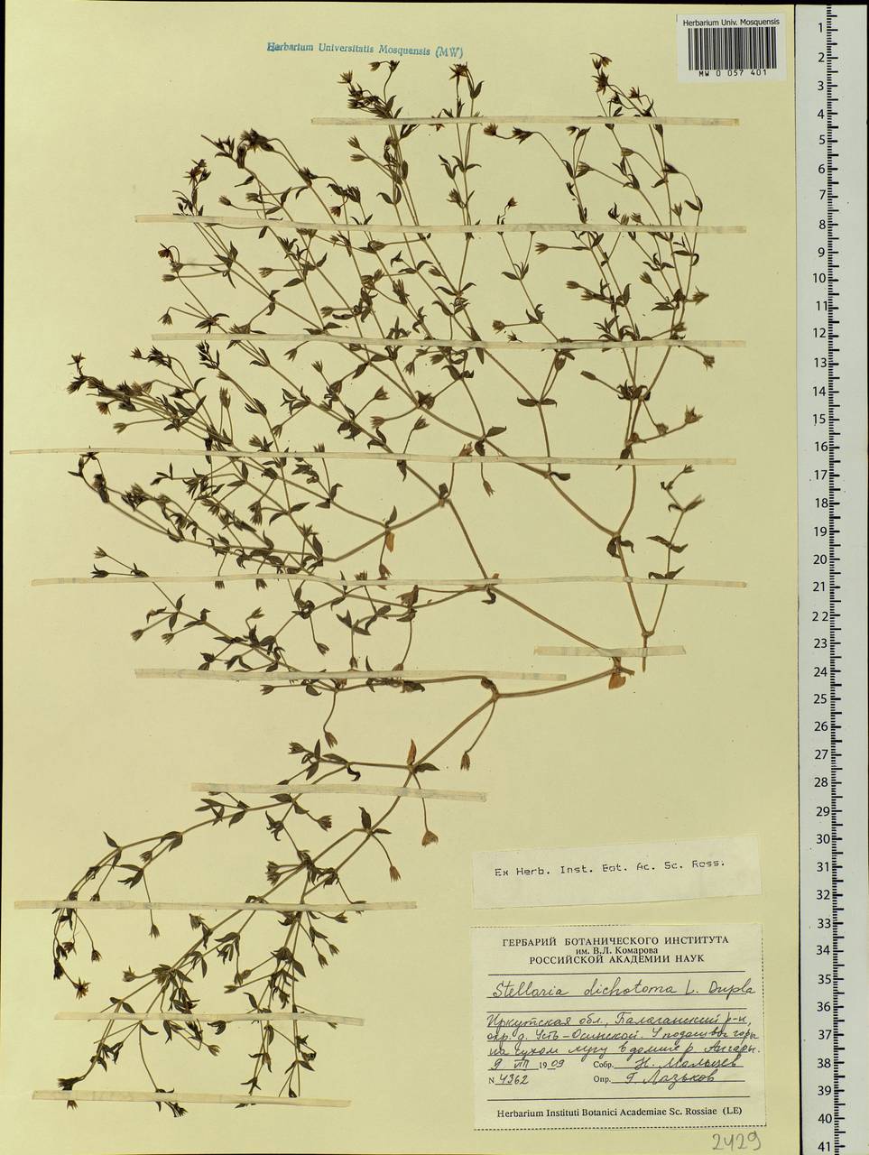Mesostemma dichotomum (L.) Arabi, Rabeler & Zarre, Сибирь, Прибайкалье и Забайкалье (S4) (Россия)