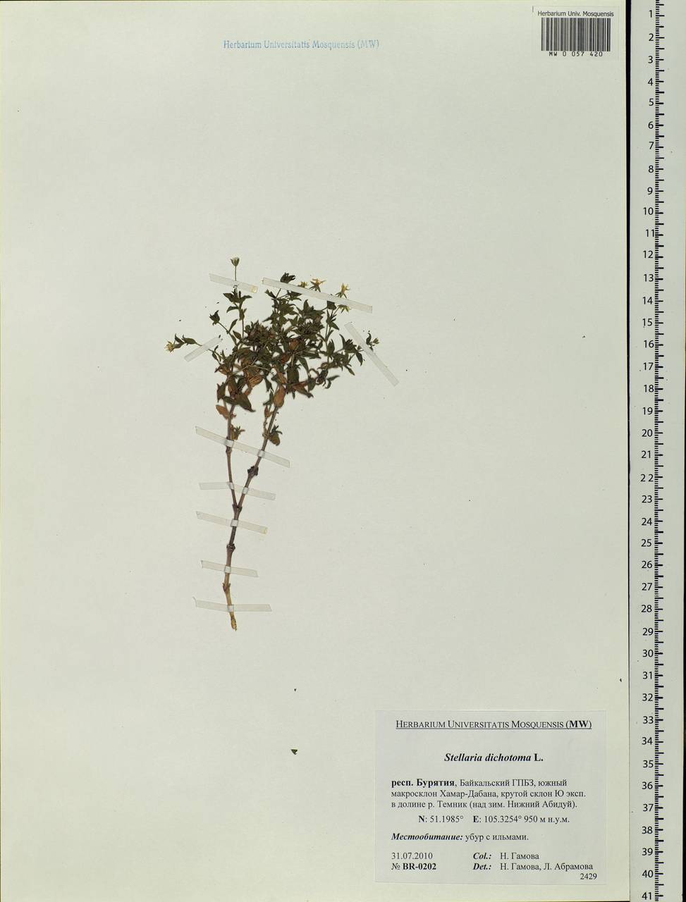 Mesostemma dichotomum (L.) Arabi, Rabeler & Zarre, Сибирь, Прибайкалье и Забайкалье (S4) (Россия)