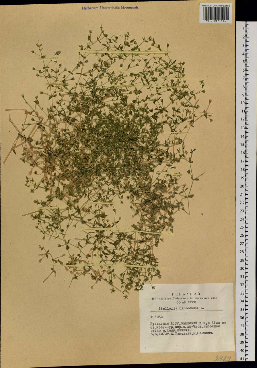 Mesostemma dichotomum (L.) Arabi, Rabeler & Zarre, Сибирь, Алтай и Саяны (S2) (Россия)