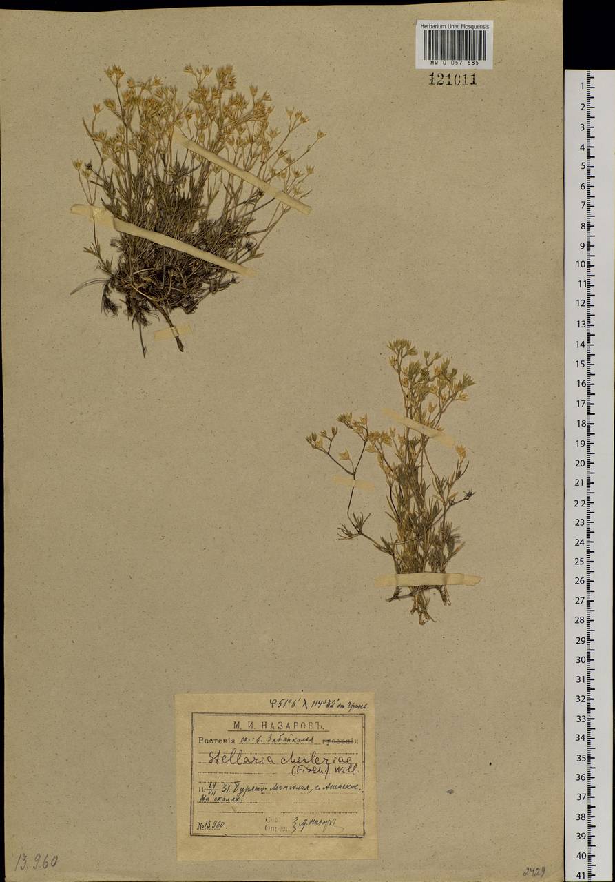 Adenonema cherleriae (Fisch. ex Ser.) M. T. Sharples & E. A. Tripp, Сибирь, Прибайкалье и Забайкалье (S4) (Россия)