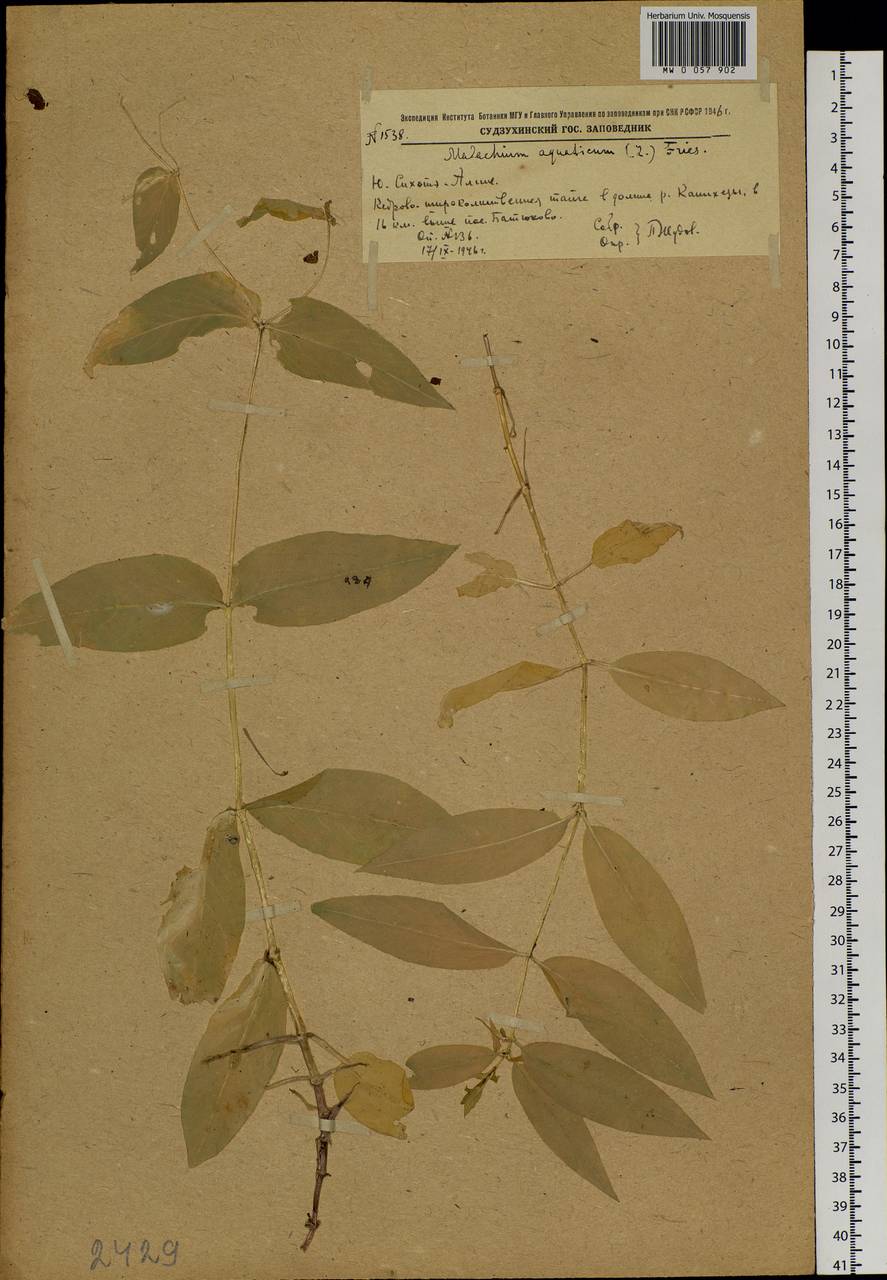 Stellaria aquatica (L.) Scop., Сибирь, Дальний Восток (S6) (Россия)