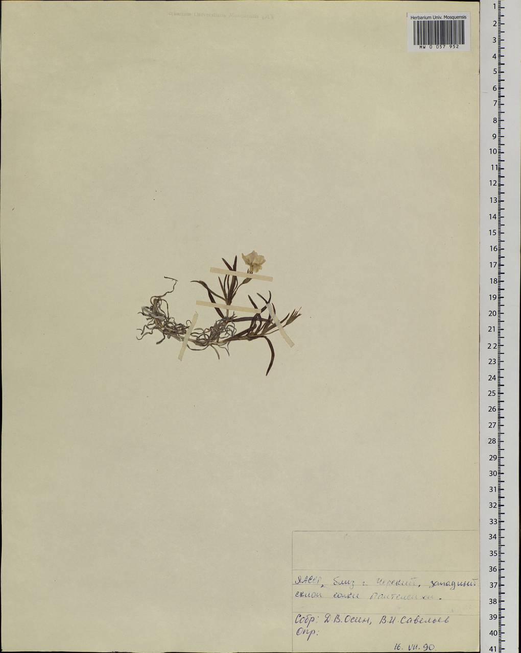 Caryophyllaceae, Сибирь, Якутия (S5) (Россия)