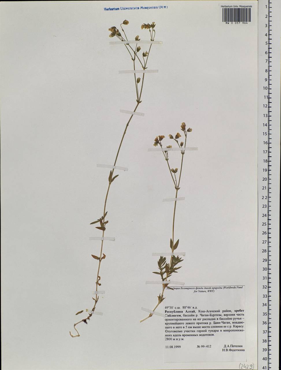 Caryophyllaceae, Сибирь, Алтай и Саяны (S2) (Россия)