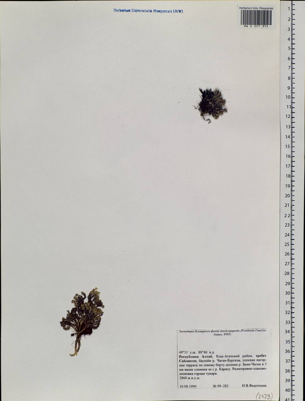 Caryophyllaceae, Сибирь, Алтай и Саяны (S2) (Россия)