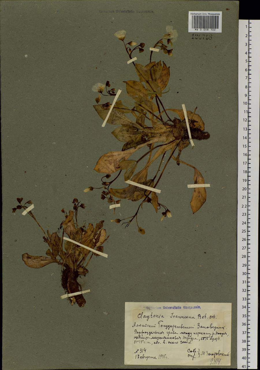 Клайтония Иоанна Roem. & Schult., Сибирь, Алтай и Саяны (S2) (Россия)