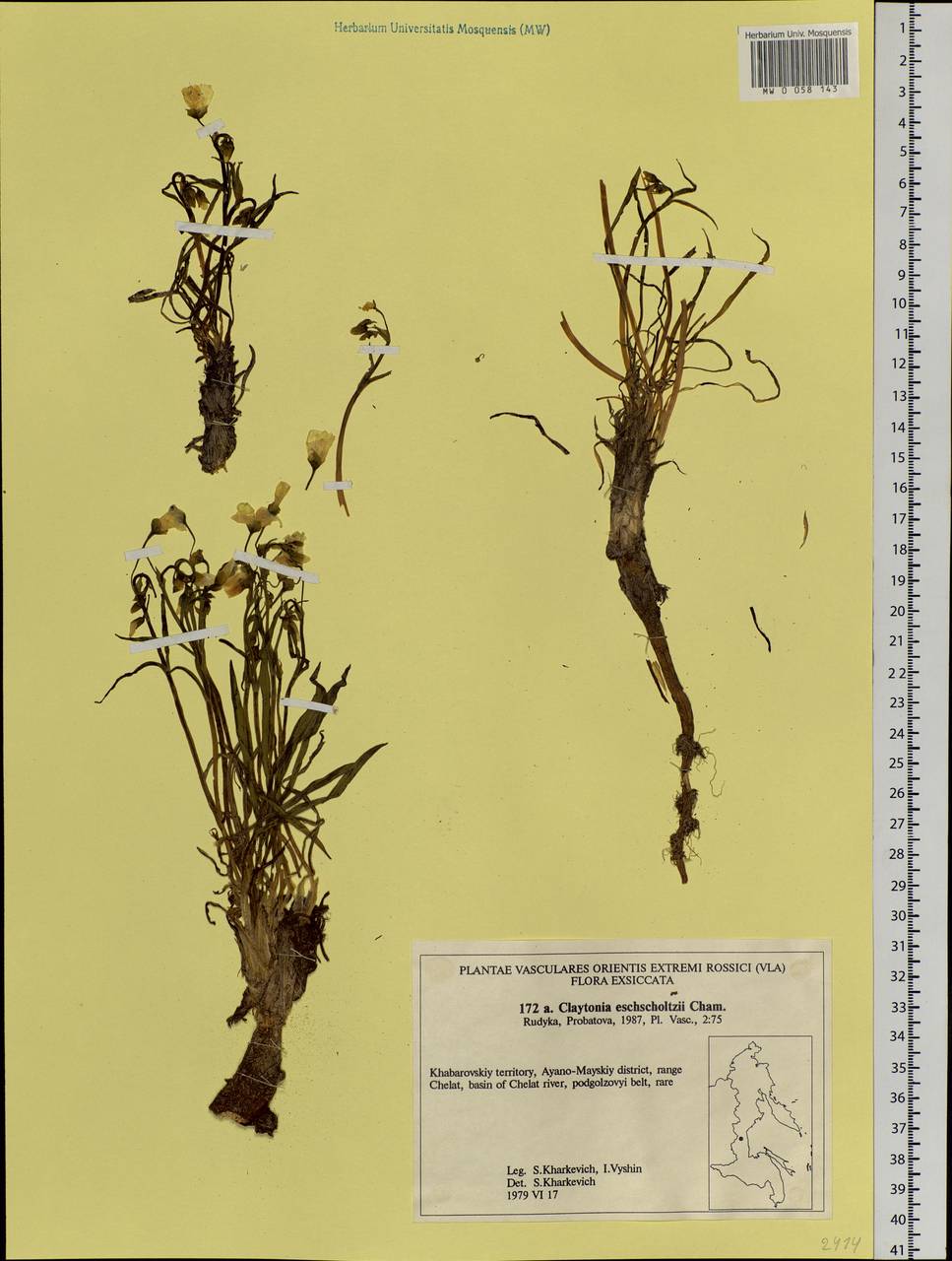 Клайтония остролистная Pall. ex Willd., Сибирь, Дальний Восток (S6) (Россия)