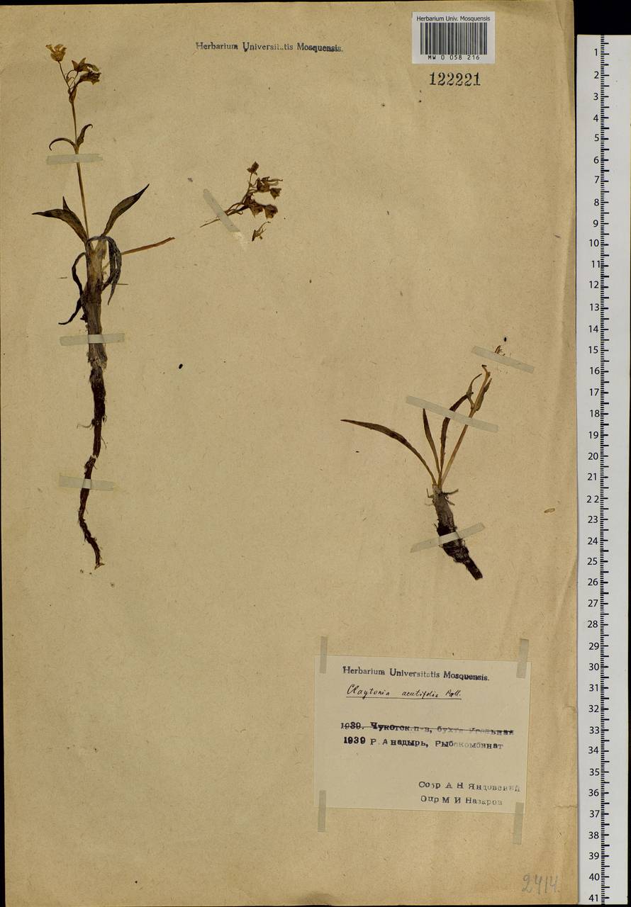 Клайтония остролистная Pall. ex Willd., Сибирь, Чукотка и Камчатка (S7) (Россия)