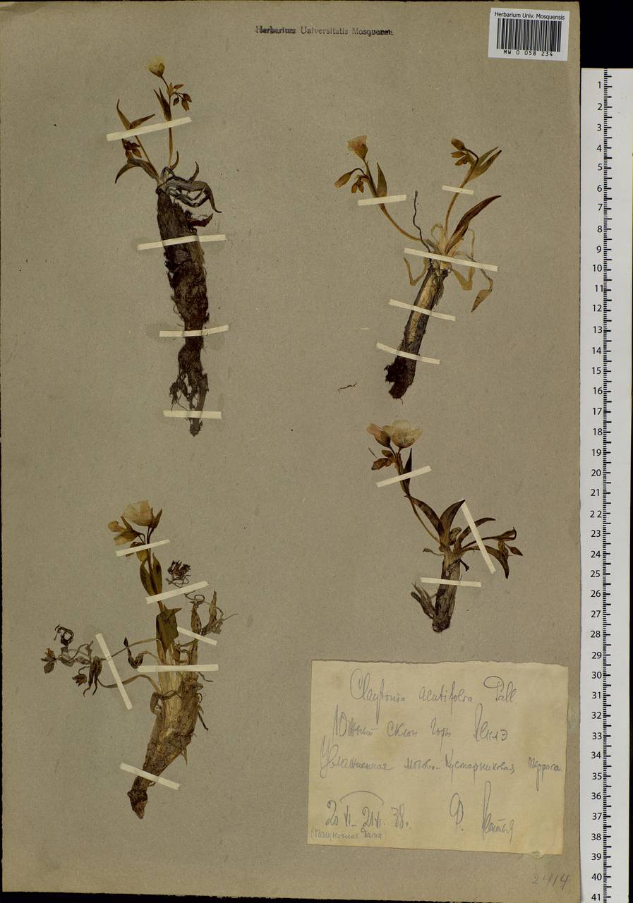 Клайтония остролистная Pall. ex Willd., Сибирь, Чукотка и Камчатка (S7) (Россия)