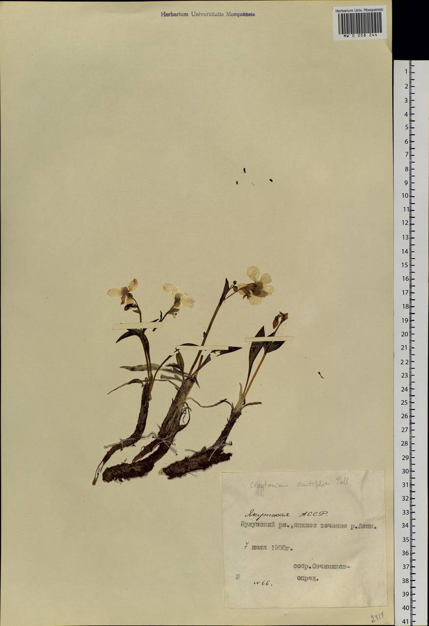 Клайтония остролистная Pall. ex Willd., Сибирь, Якутия (S5) (Россия)