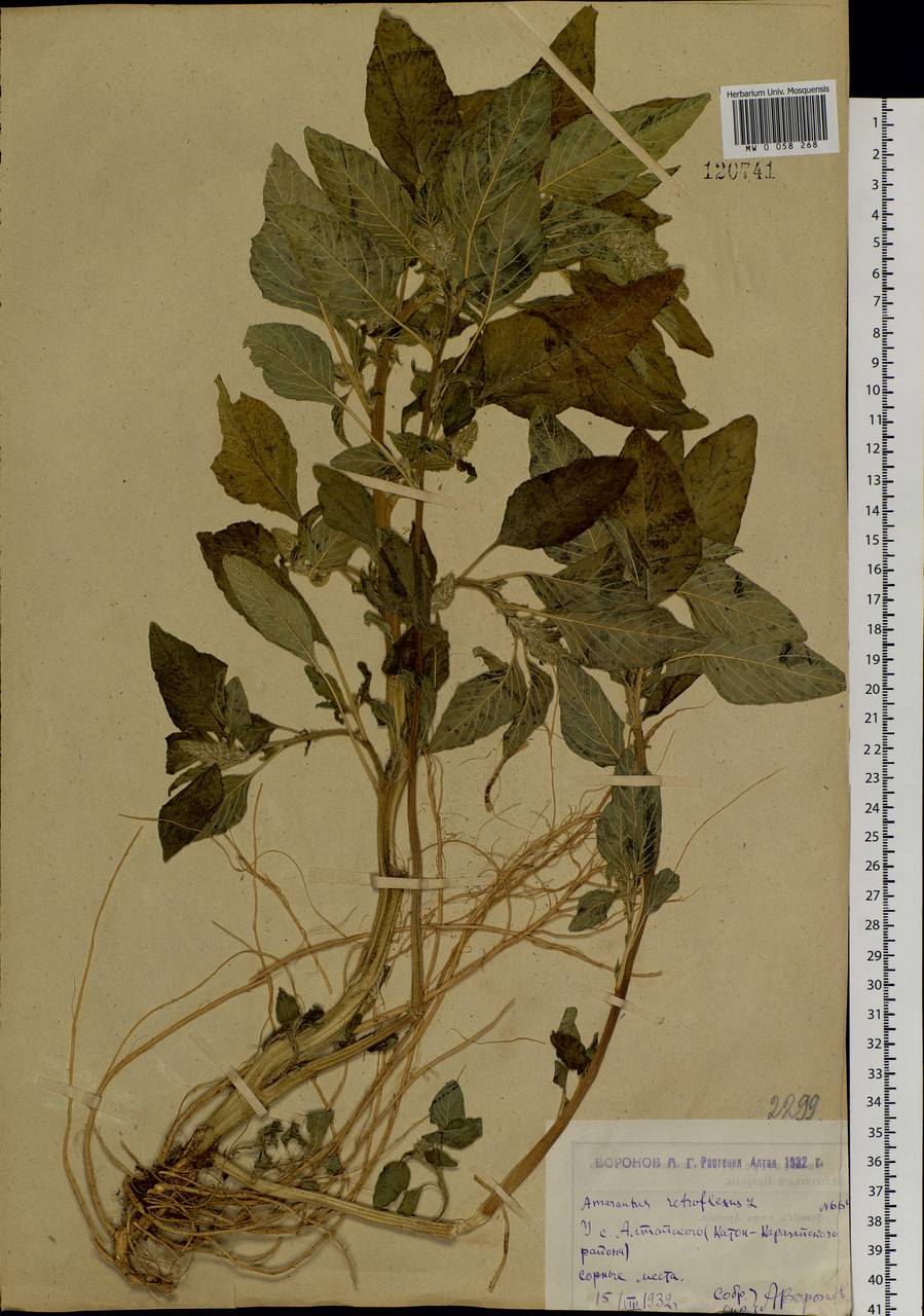 Щирица запрокинутая L., Сибирь, Западный (Казахстанский) Алтай (S2a) (Казахстан)