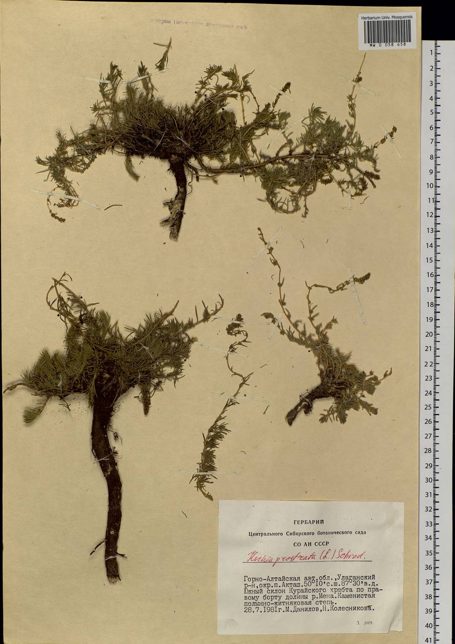 Бассия простертая (L.) Beck, Сибирь, Алтай и Саяны (S2) (Россия)