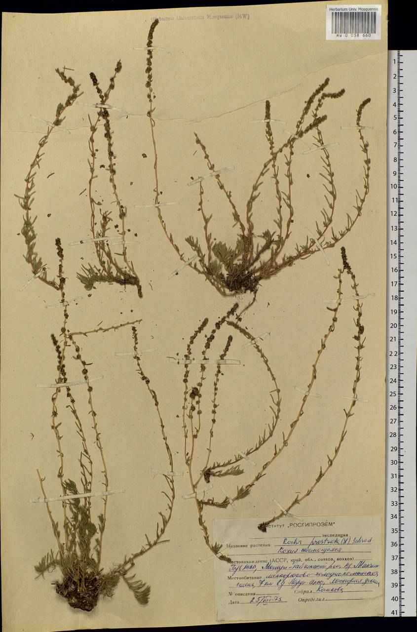 Bassia prostrata subsp. prostrata, Сибирь, Алтай и Саяны (S2) (Россия)
