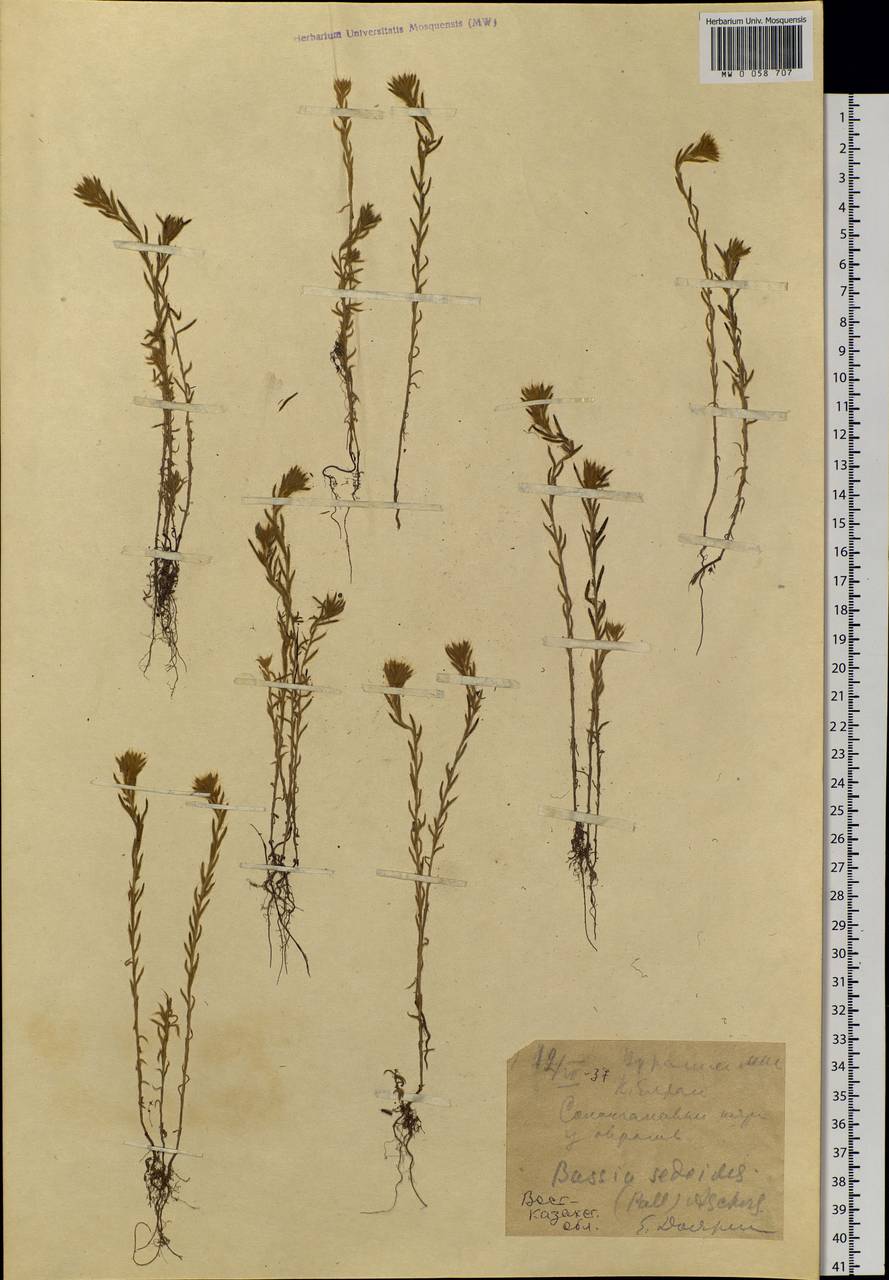 Sedobassia sedoides (Pall.) Freitag & G. Kadereit, Сибирь, Западный (Казахстанский) Алтай (S2a) (Казахстан)