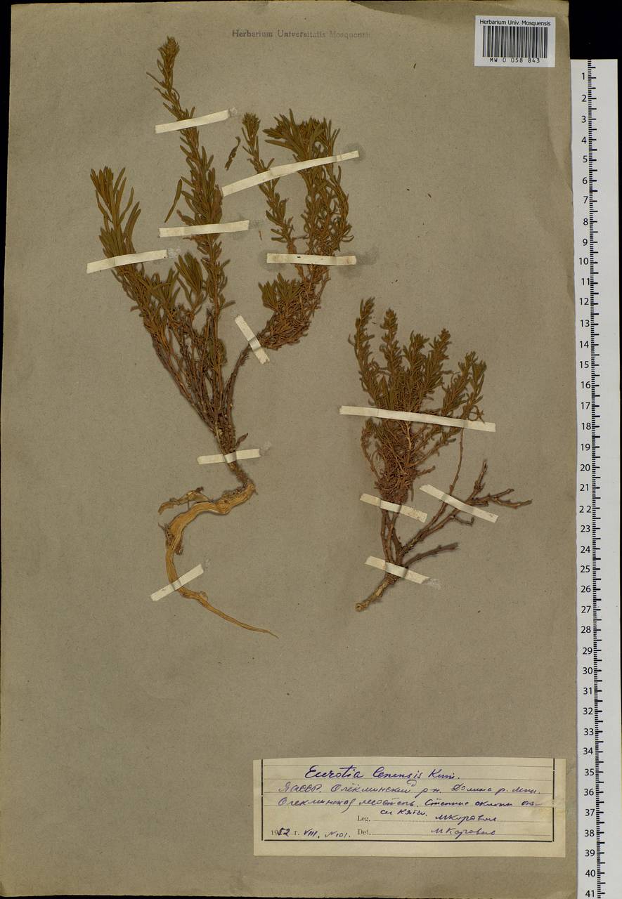 Krascheninnikovia ceratoides subsp. ceratoides, Сибирь, Якутия (S5) (Россия)