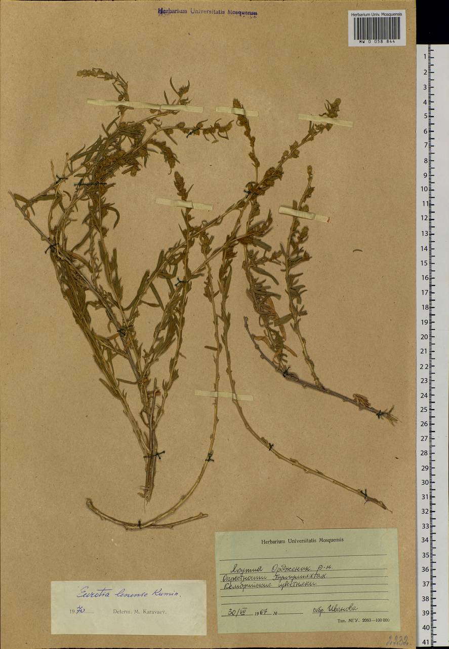 Krascheninnikovia ceratoides subsp. ceratoides, Сибирь, Якутия (S5) (Россия)