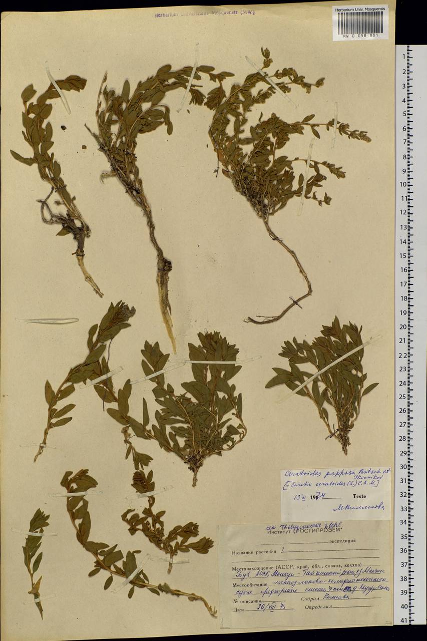 Терескен хохолковый (L.) Gueldenst., Сибирь, Алтай и Саяны (S2) (Россия)