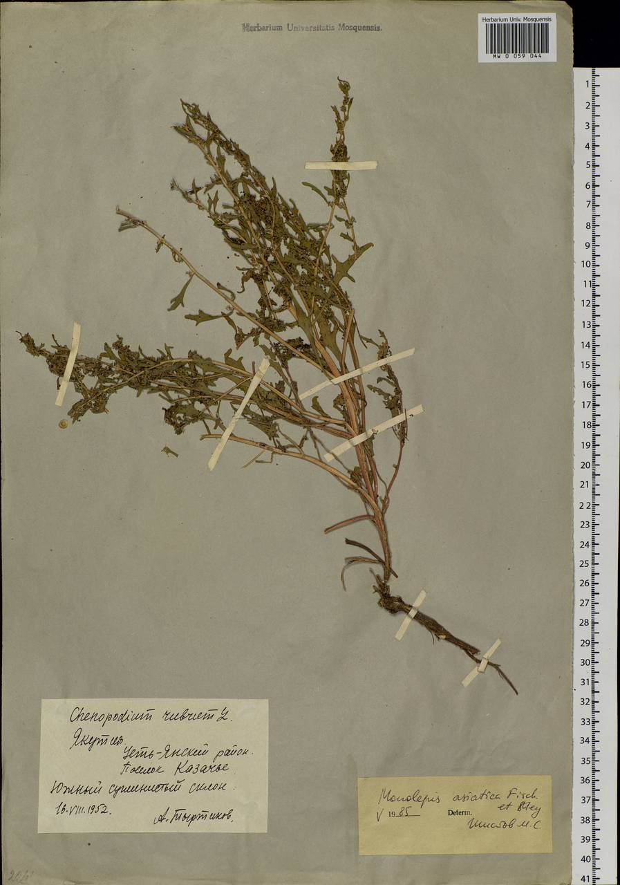 Блитум азиатский (Fisch. & C. A. Mey.) S. Fuentes, Uotila & Borsch, Сибирь, Якутия (S5) (Россия)