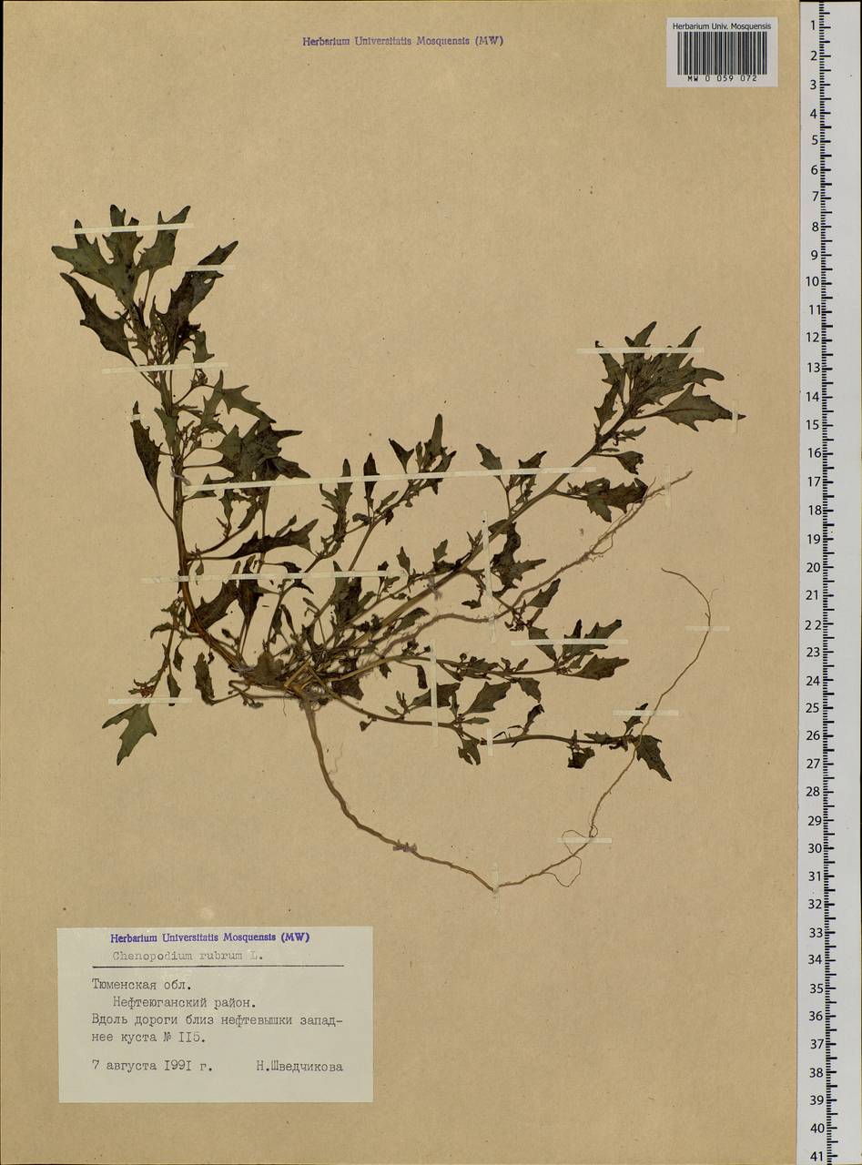 Oxybasis rubra (L.) S. Fuentes, Uotila & Borsch, Сибирь, Западная Сибирь (S1) (Россия)