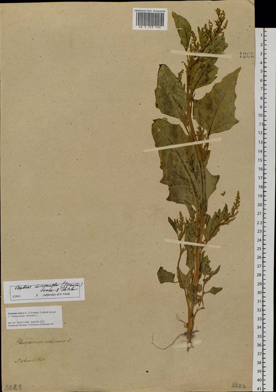 Oxybasis micrantha (Trautv.) Sukhor. & Uotila, Сибирь, Прибайкалье и Забайкалье (S4) (Россия)