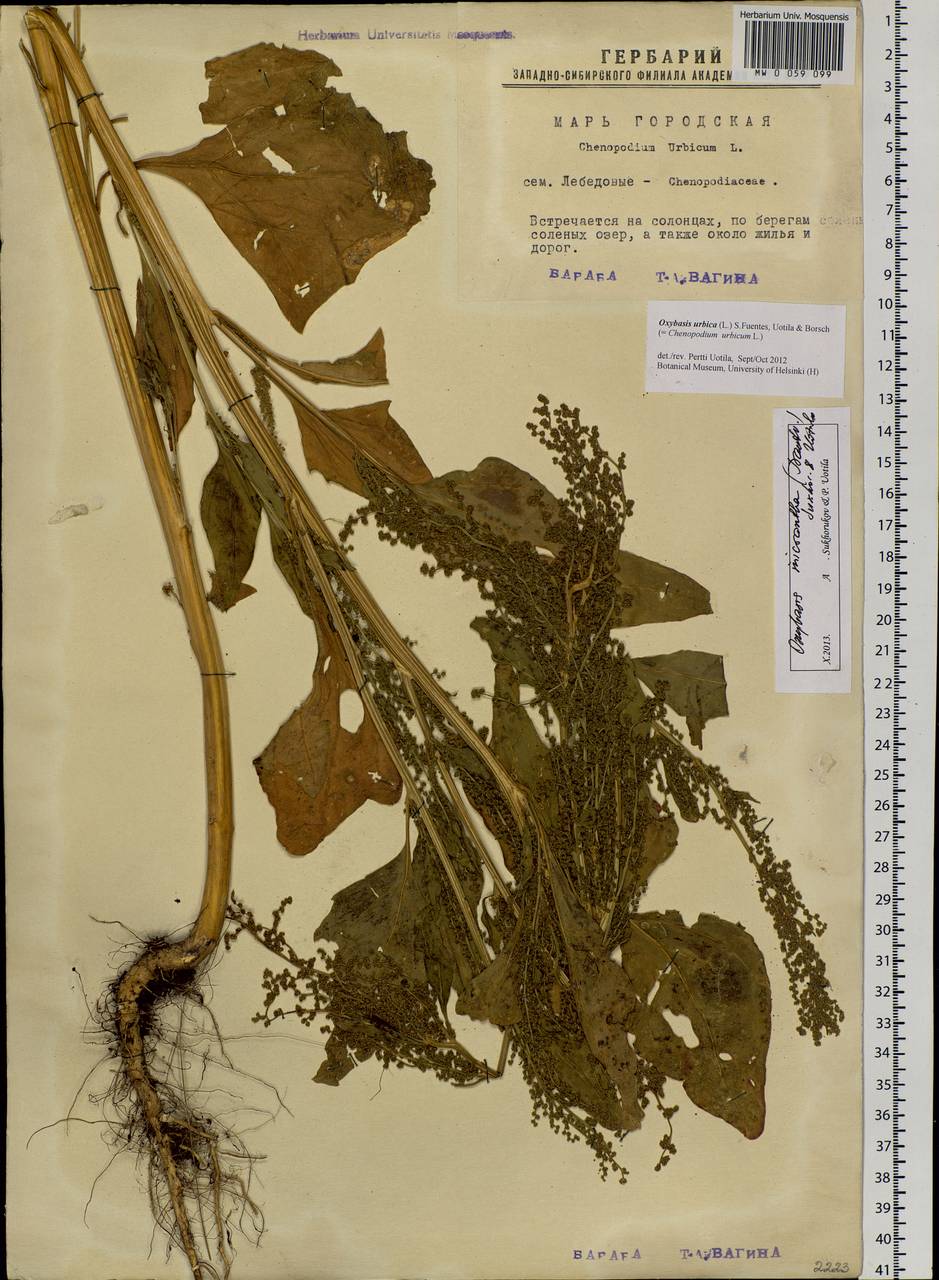 Oxybasis micrantha (Trautv.) Sukhor. & Uotila, Сибирь, Западная Сибирь (S1) (Россия)