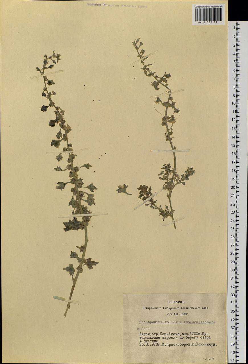 Blitum virgatum subsp. virgatum, Сибирь, Алтай и Саяны (S2) (Россия)