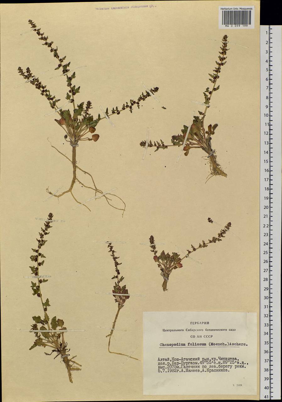 Blitum virgatum subsp. virgatum, Сибирь, Алтай и Саяны (S2) (Россия)