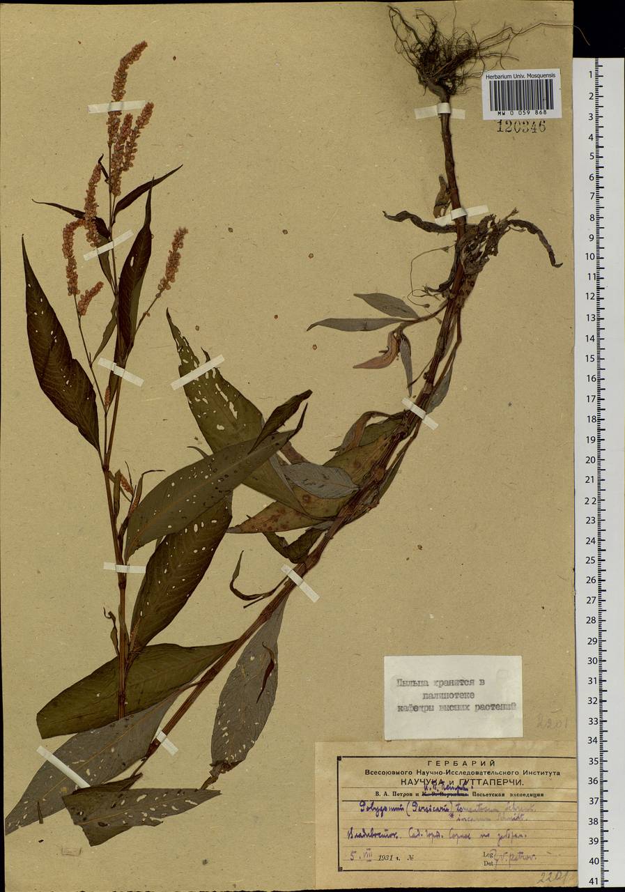 Горец развесистый, Горец щавелелистный (L.) Gray, Сибирь, Дальний Восток (S6) (Россия)