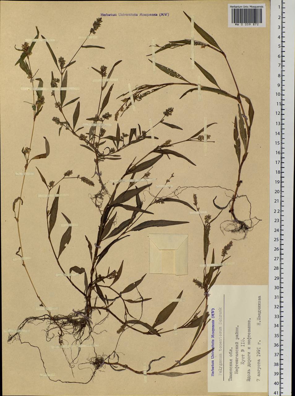 Горец развесистый, Горец щавелелистный (L.) Gray, Сибирь, Западная Сибирь (S1) (Россия)
