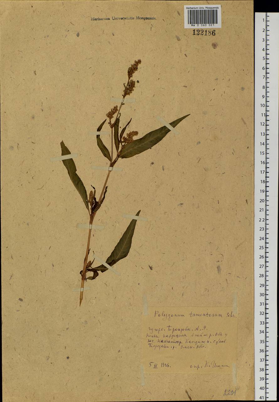 Горец развесистый, Горец щавелелистный (L.) Gray, Сибирь, Западная Сибирь (S1) (Россия)