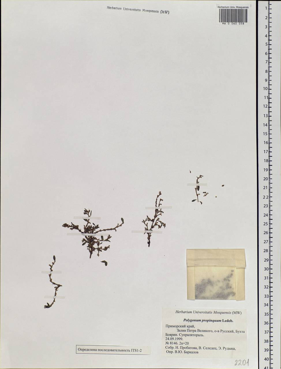 Polygonum arenastrum subsp. arenastrum, Сибирь, Дальний Восток (S6) (Россия)